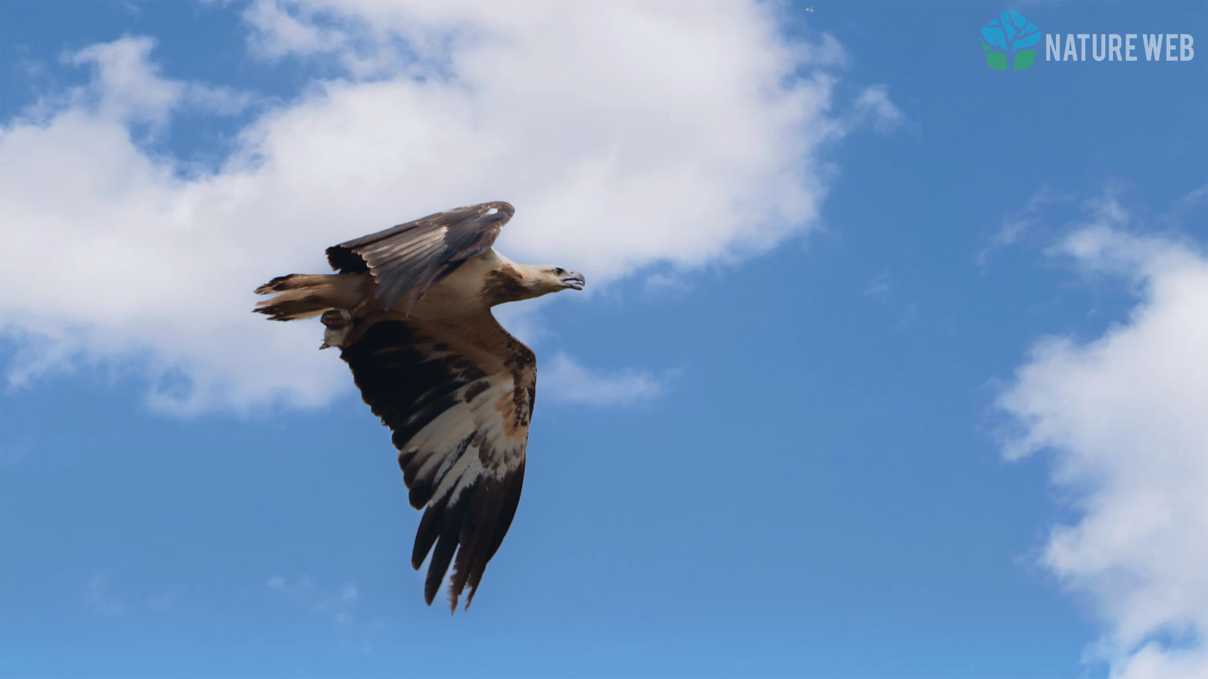 White-bellied Sea Eagle